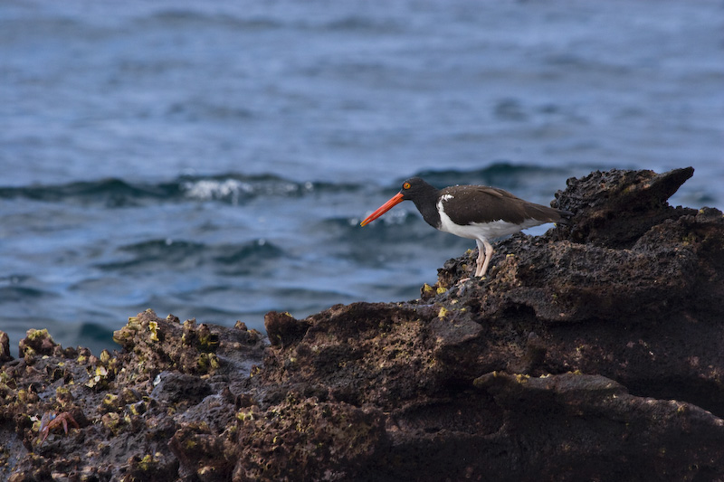 American Oystercatcher